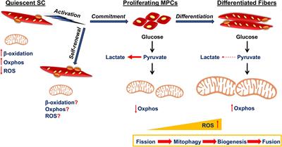 Mitochondrial Function in Muscle Stem Cell Fates